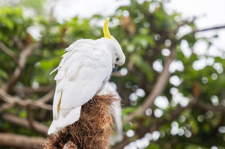 white cockatoo in the park