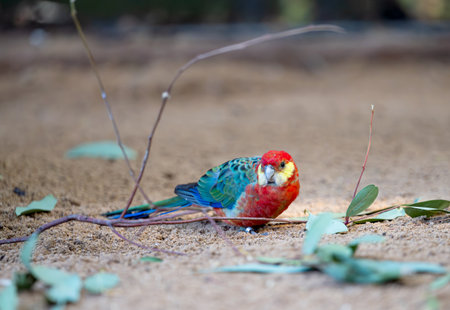 beautiful parrots living in the park