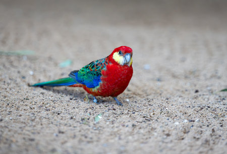 beautiful parrots living in the parkの写真素材