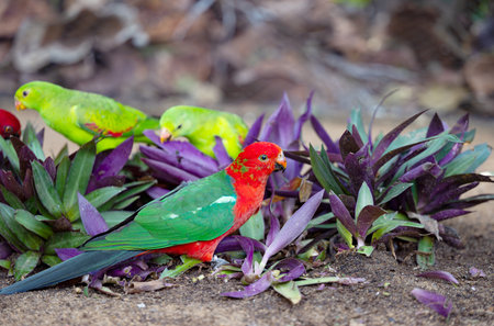 beautiful parrots living in the parkの写真素材