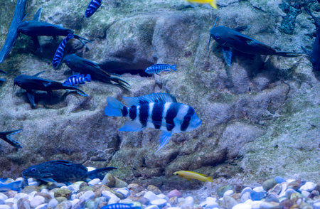 beautiful fish in the aquariumの写真素材
