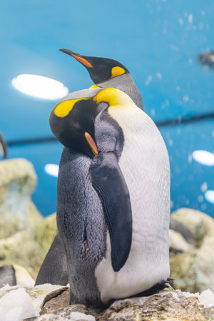 beautiful penguins in the parkの写真素材
