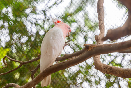 beautiful white parrot in the parkの写真素材