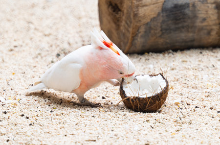 beautiful white parrot in the park