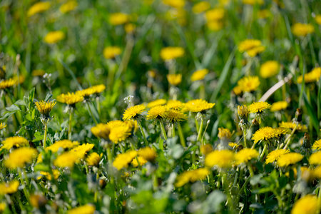 dandelions blooming in the meadowの写真素材