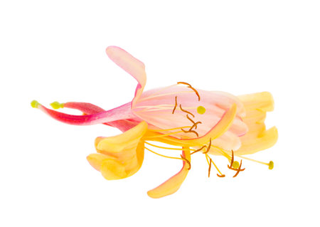 honeysuckle flowers isolated on white backgroundの写真素材