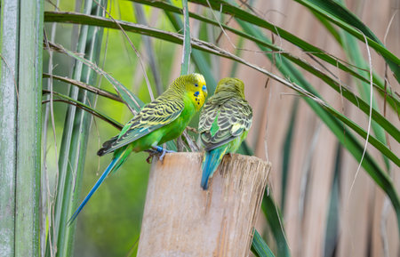 beautiful parrots in the parkの写真素材