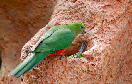 beautiful parrots in the park