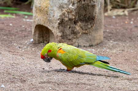 beautiful parrots in the park