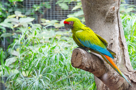 beautiful parrots in the parkの写真素材
