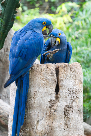 beautiful parrots in the park