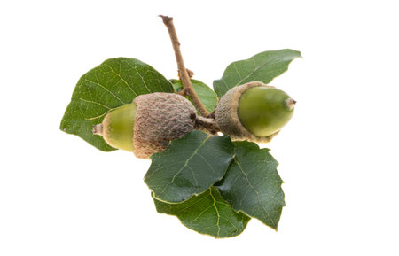 Holm oak acorn isolated on white backgroundの写真素材