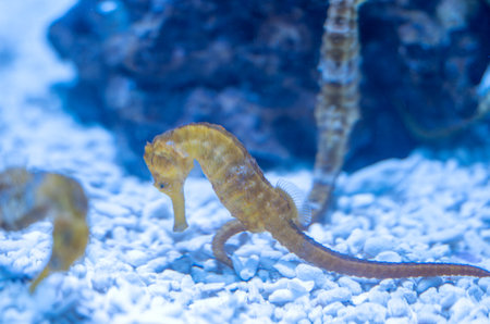 seahorse swimming in the water