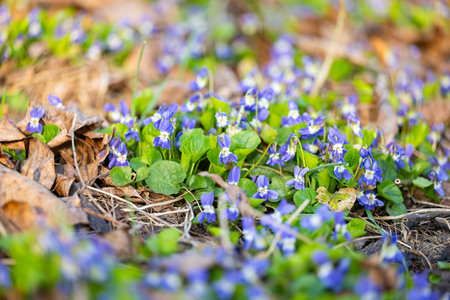 forest violets blooming in springの写真素材