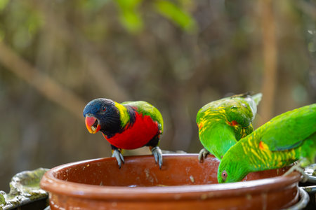 beautiful parrots in the parkの写真素材