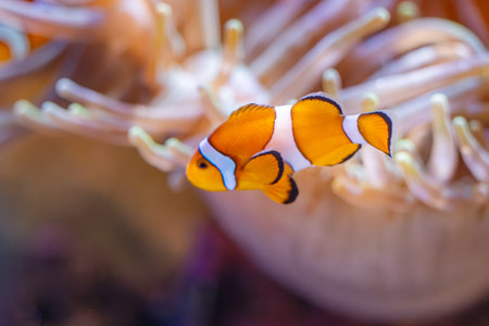 clown fish swimming among coralsの写真素材