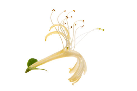 honeysuckle flower isolated on white backgroundの写真素材