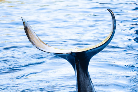 killer whale swimming on the waterの写真素材