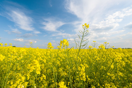 field with blooming rapeseed on a sunny day