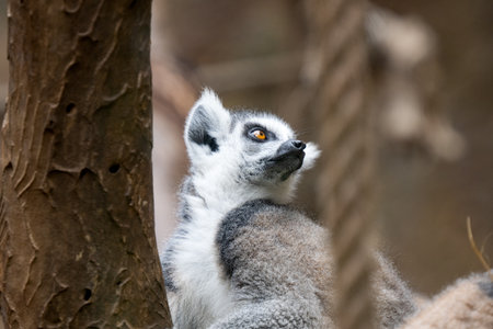 beautiful lemur in the park