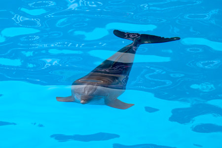 dolphin swimming on the water