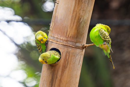 beautiful parrots in the parkの写真素材