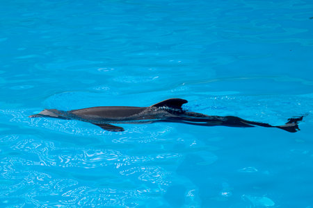 dolphin swimming on the water