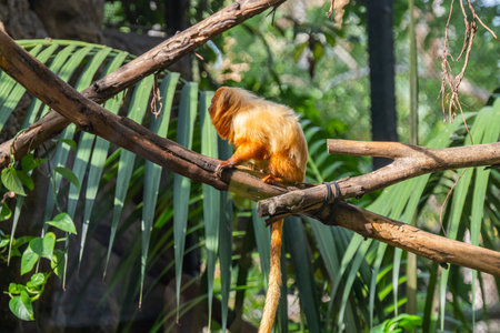 Monkey Lion Tamarin in the parkの写真素材