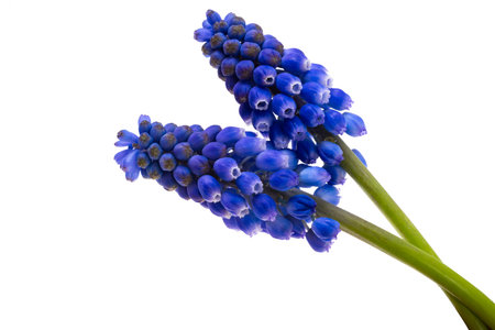 muscari isolated on white backgroundの写真素材