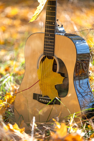 guitar in autumn leaves on a sunny dayの写真素材