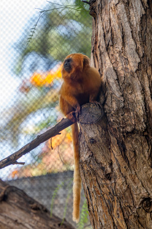 Monkey Lion Tamarin in the parkの写真素材