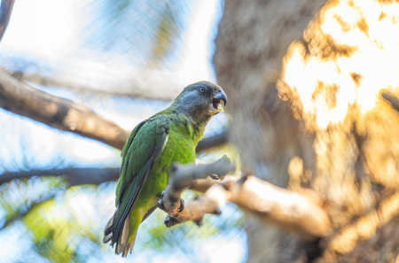 beautiful parrots in the park