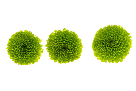 chrysanthemum isolated on white backgroundの写真素材