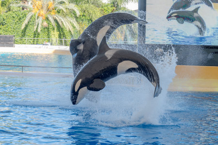 killer whale show in the parkの写真素材