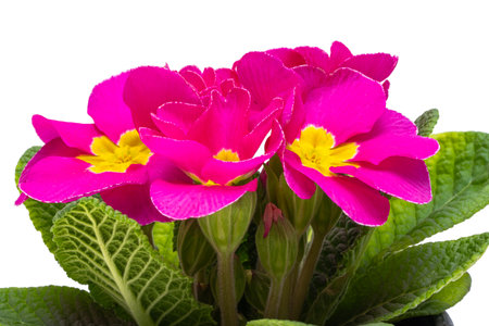 pink primrose isolated on white backgroundの写真素材