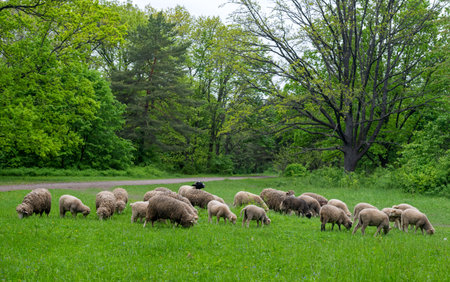sheep grazing in the meadowの写真素材
