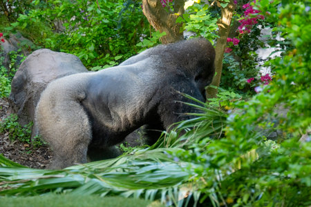 big gorilla in the park