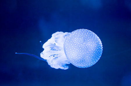 beautiful jellyfish floating in the waterの写真素材