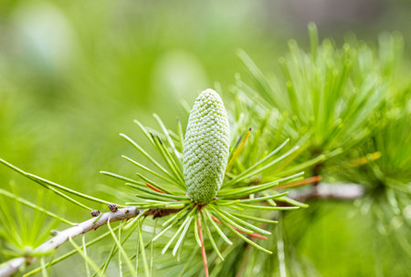 Himalayan cedar closeup with conesの写真素材
