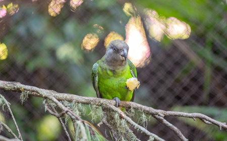 parrot in a park in Tenerife