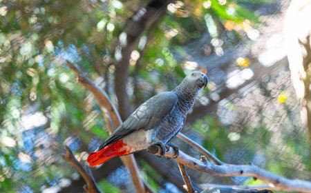 parrot in a park in Tenerife