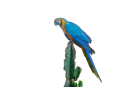 parrot in a park in Tenerife