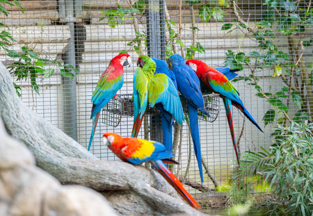 parrot in a park in Tenerife