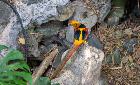 parrot in a park in Tenerife