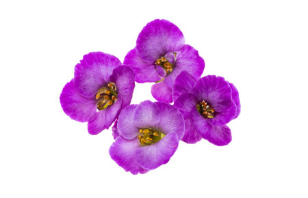 lobularia flowers isolated on white background