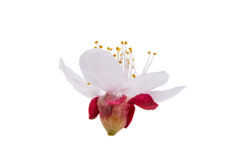 Apricot flower isolated on white backgroundの写真素材