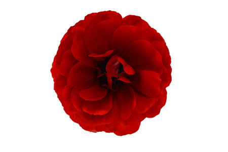 beautiful ranunculus flower isolated on white background