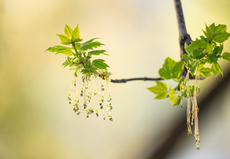 background of blooming maple in spring