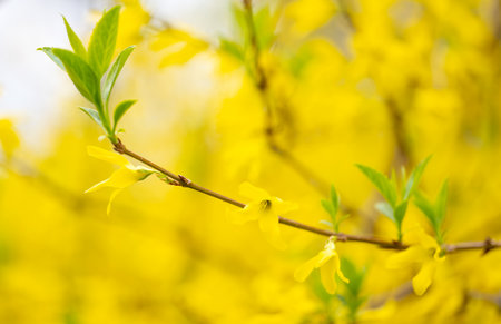 yellow background of forsythia flowersの写真素材