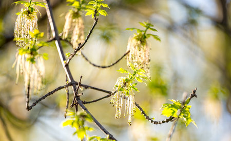 background of blooming maple in spring